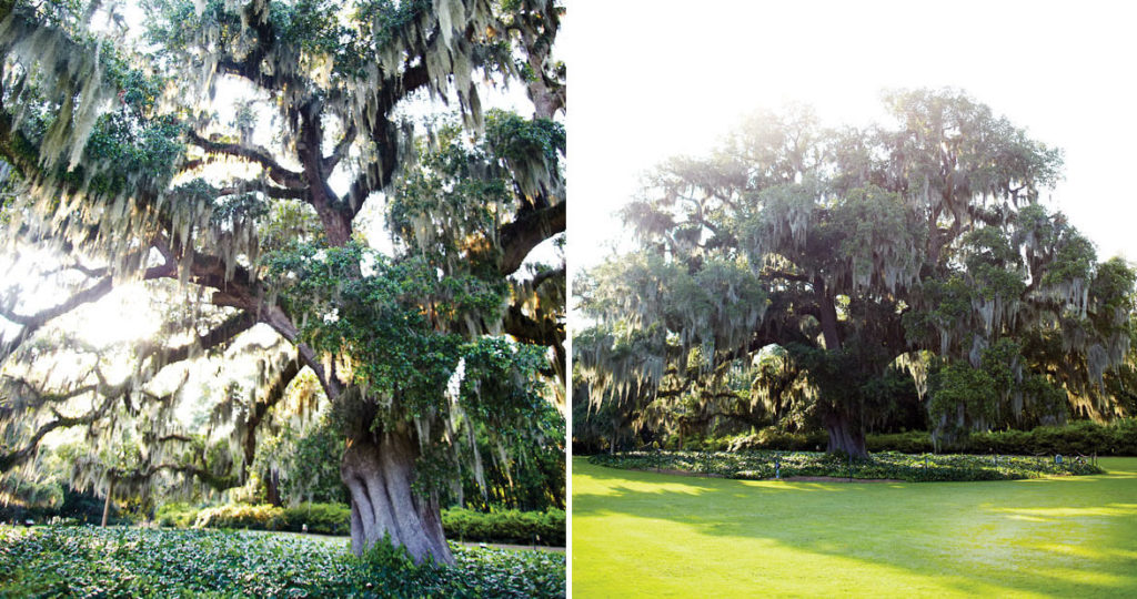The Story of Airlie Gardens in Wilmington Our State