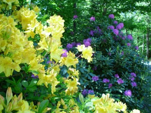 Deciduous azaleas and rhododendrons can be pruned after they bloom, but before mid July.