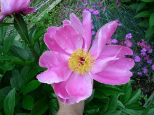 Peony is a long lasting perennial that needs plenty of room. The buds often fail to open if they are infested with thrips.