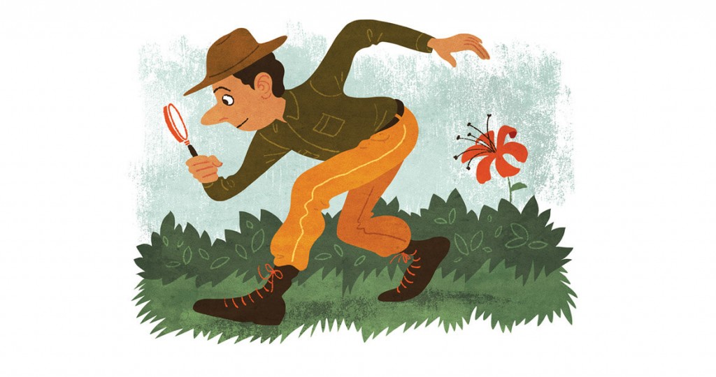 Our Mysterious State Wildflower, The Carolina Lily Our State