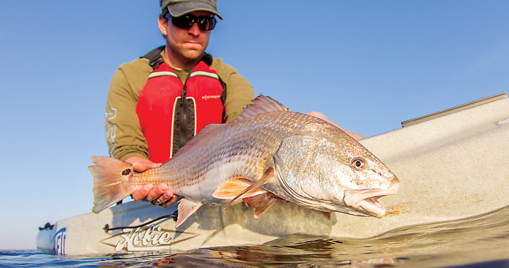 Channel Bass, Natives of the Pamlico Sound Our State