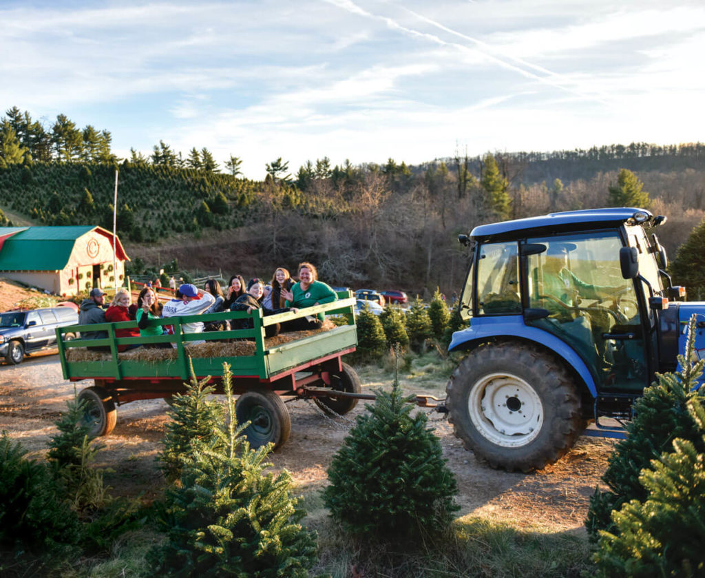 In Pursuit of the Perfect Pine: 5 North Carolina Christmas Tree Farms ...