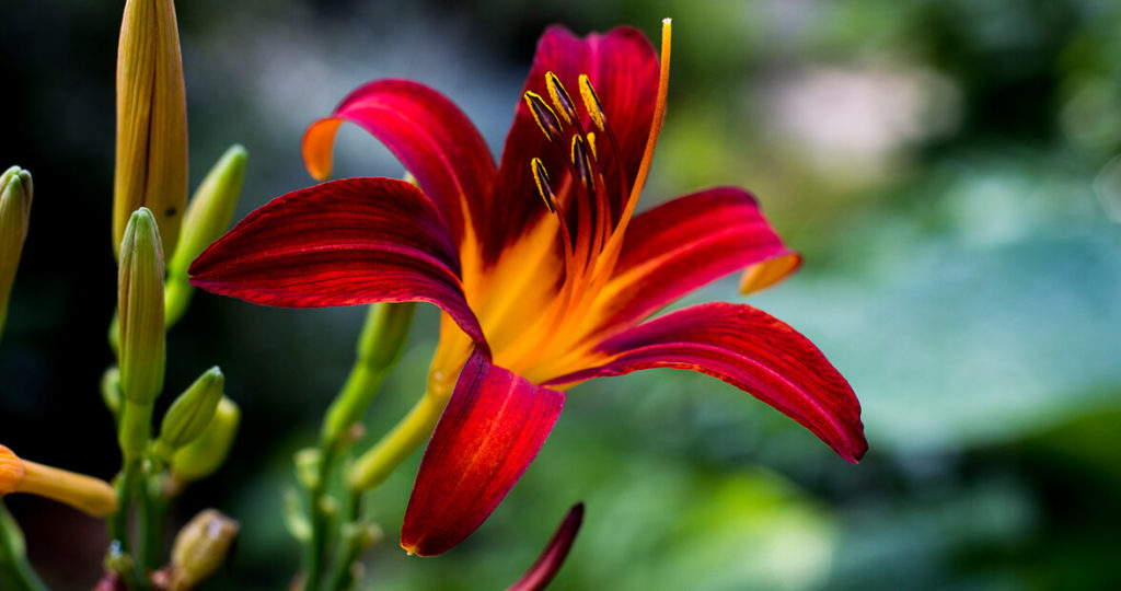 A Summer Guide to North Carolina Blooms Our State