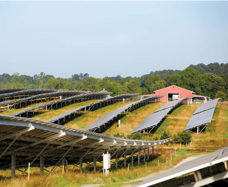 Montgomery Sheep Farm in Biscoe Our State