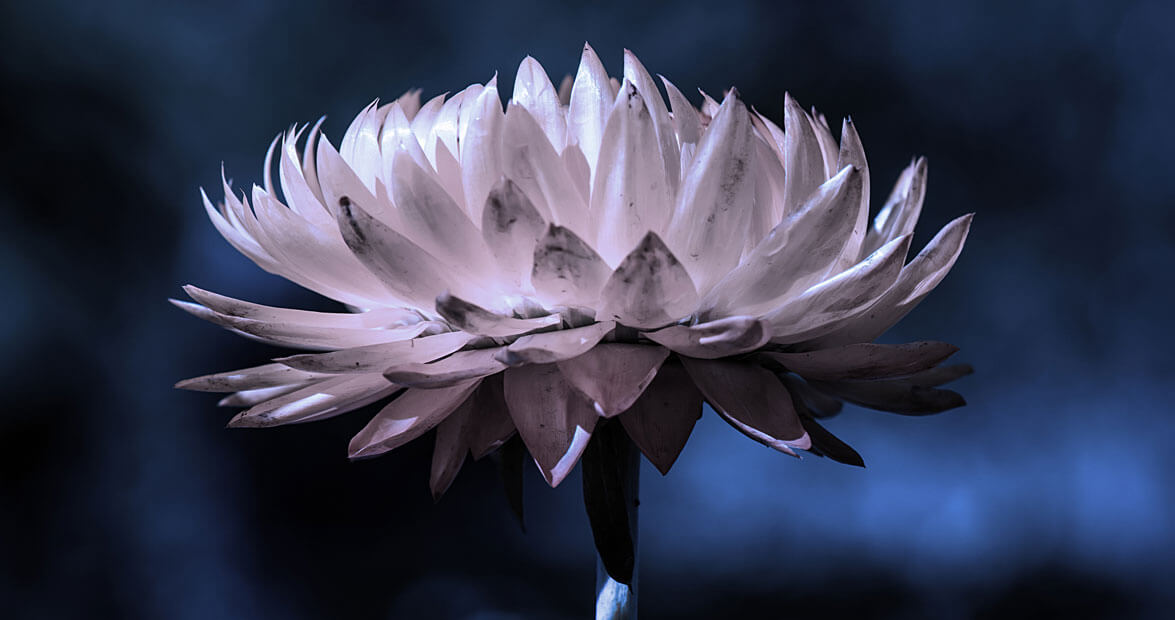 フラワー・ガーデニング moon 6 Tips for Creating a Perfect Moon Garden | Our State