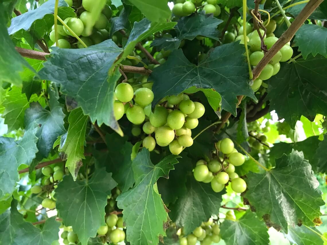 The North Carolina Winery Guide Pick Your Own Grapes Our State
