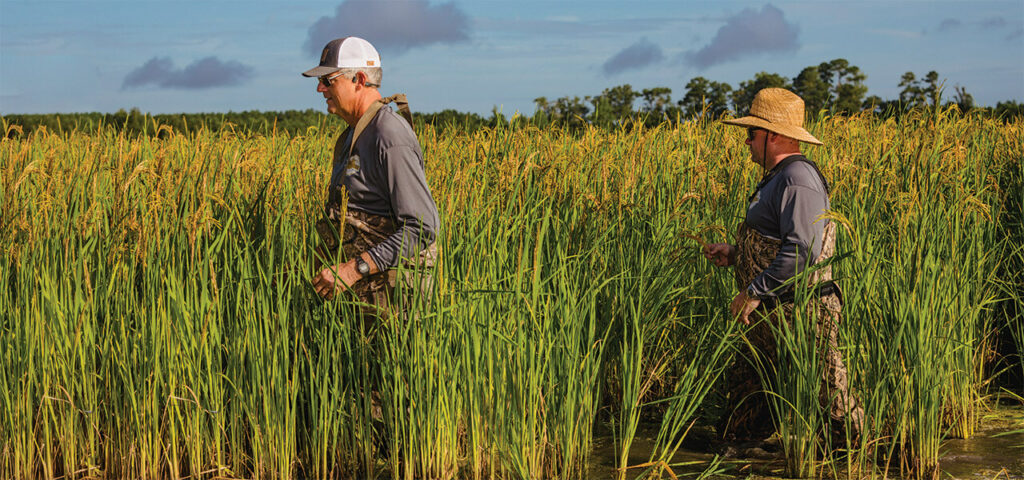 North Carolina’s Rice Revival | Our State