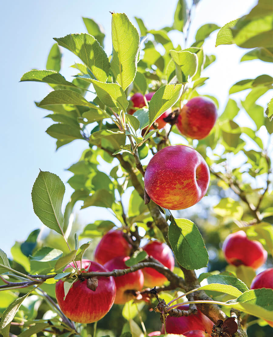 Apples | Our State - Vimarsana News