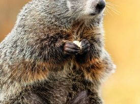 Snerd, the groundhog.