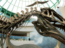 Acrocanthosaurus skeleton display at the North Carolina Museum of Natural Sciences