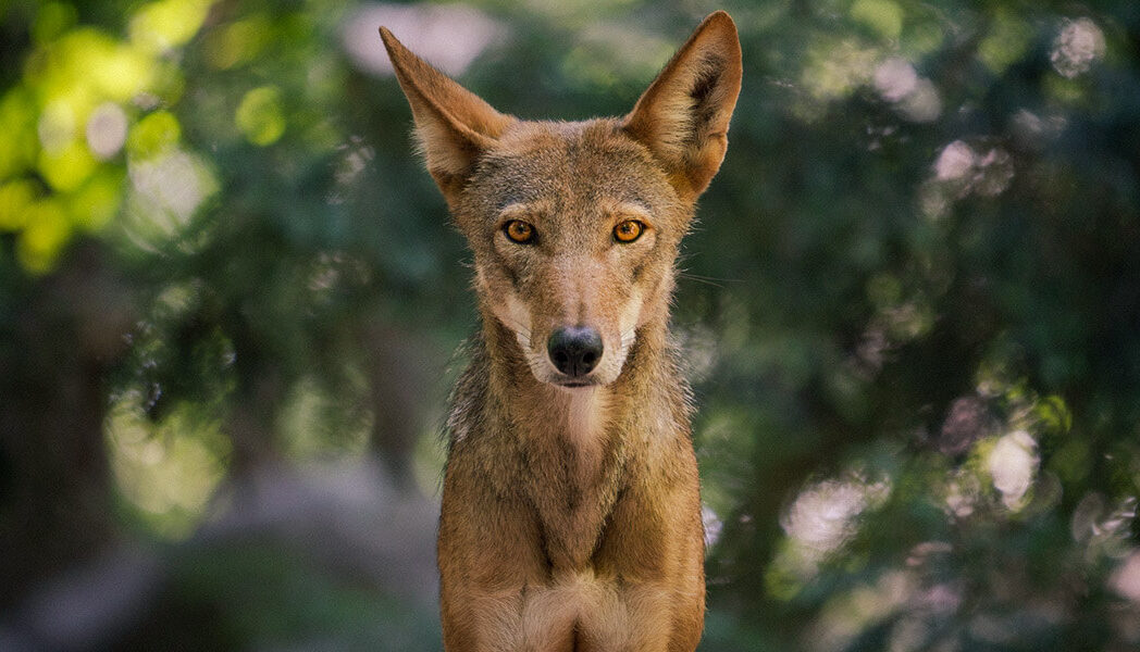 Red wolf