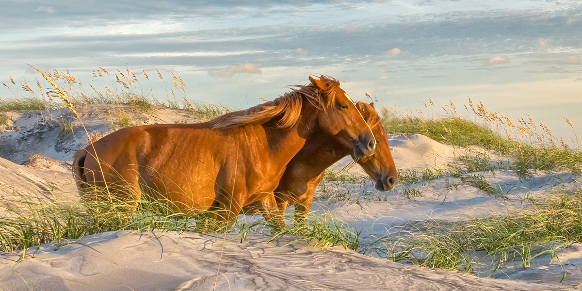 6 Essential Activities in Corolla - Our State Magazine