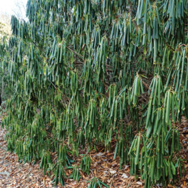 Author hikes past a rhododendron bush with tightly curled leaves
