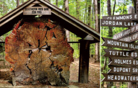 220 year old tree and distance sign at Clemmons State Educational Forest
