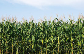 Ears of corn in the field