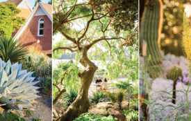 Agave and Stanleya pinnata growing; couple in the Juniper Level Botanic Garden