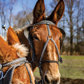 Two mules harnessed to a plow