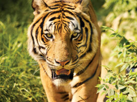 Samar the tiger at Carolina Tiger Rescue