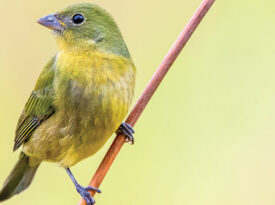 Painted Buntings