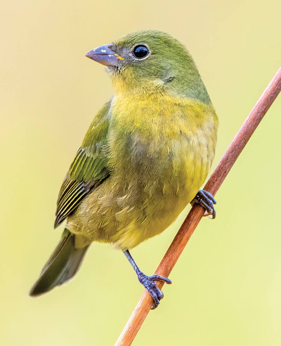 Painted bunting