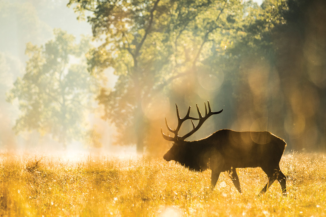 Elk in Cataloochee Valley