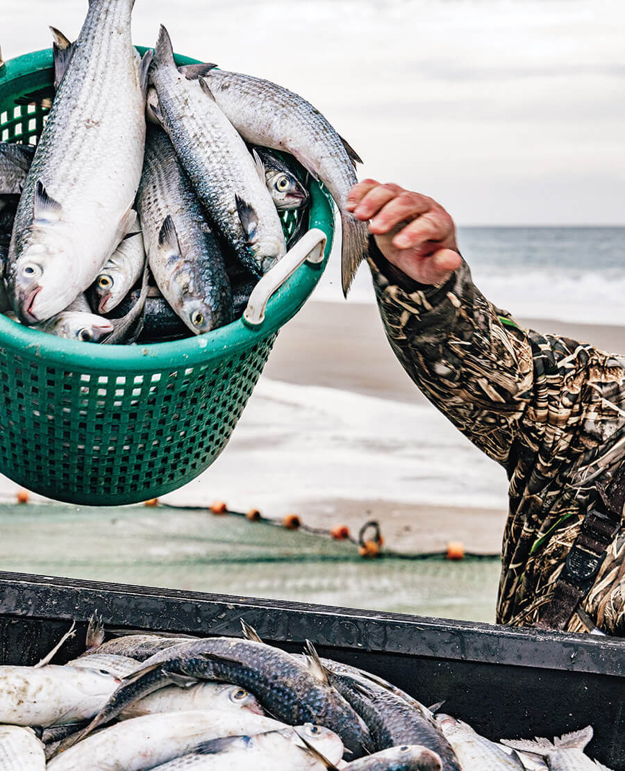 Loading mullet into the truck