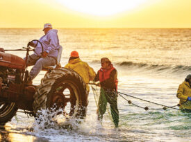 Members of the Salter Path beach seine crew tie a net to the back of a Farmall tractor to pull in thousands of pounds of jumping mullet.