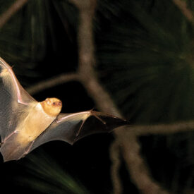 Bat flying through the night sky