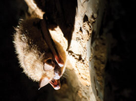 Tricolored bat in Linville Caverns