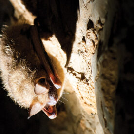 Tricolored bat in Linville Caverns