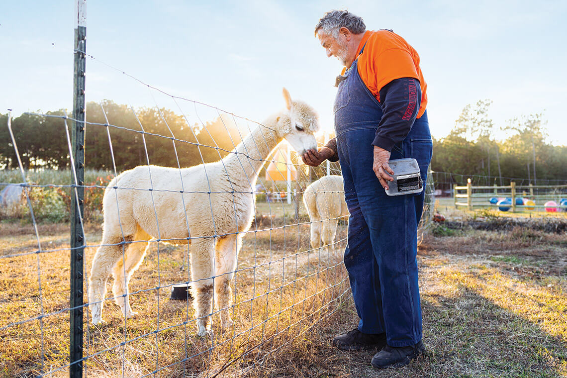 Feeding farm animals