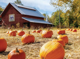 Pumpkin Patch at Packa's Place