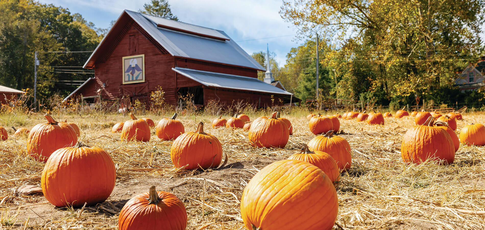 Pumpkin Patch at Packa's Place
