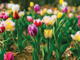 Tulips blooming in Swannanoa