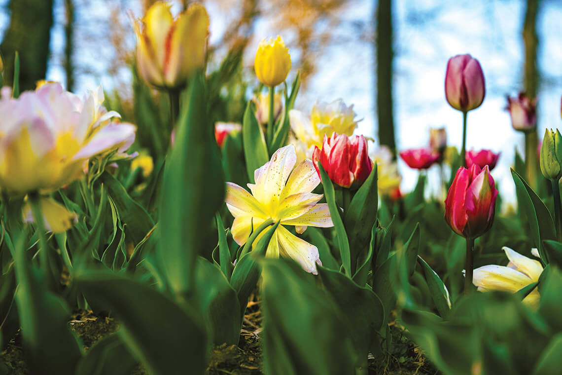 Tulips blooming in Swannanoa
