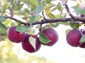 Apples ripening on the tree