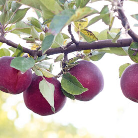 Apples ripening on the tree