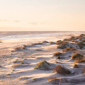 The dunes in Pea Island