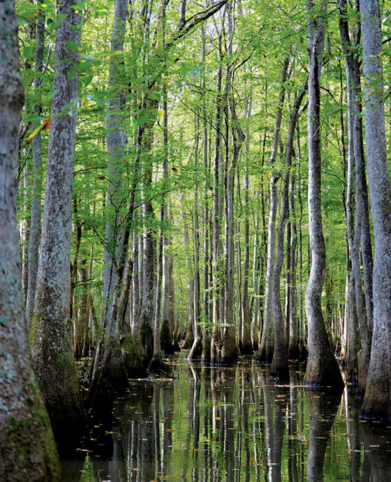 Cypress trees in the Roanoke River