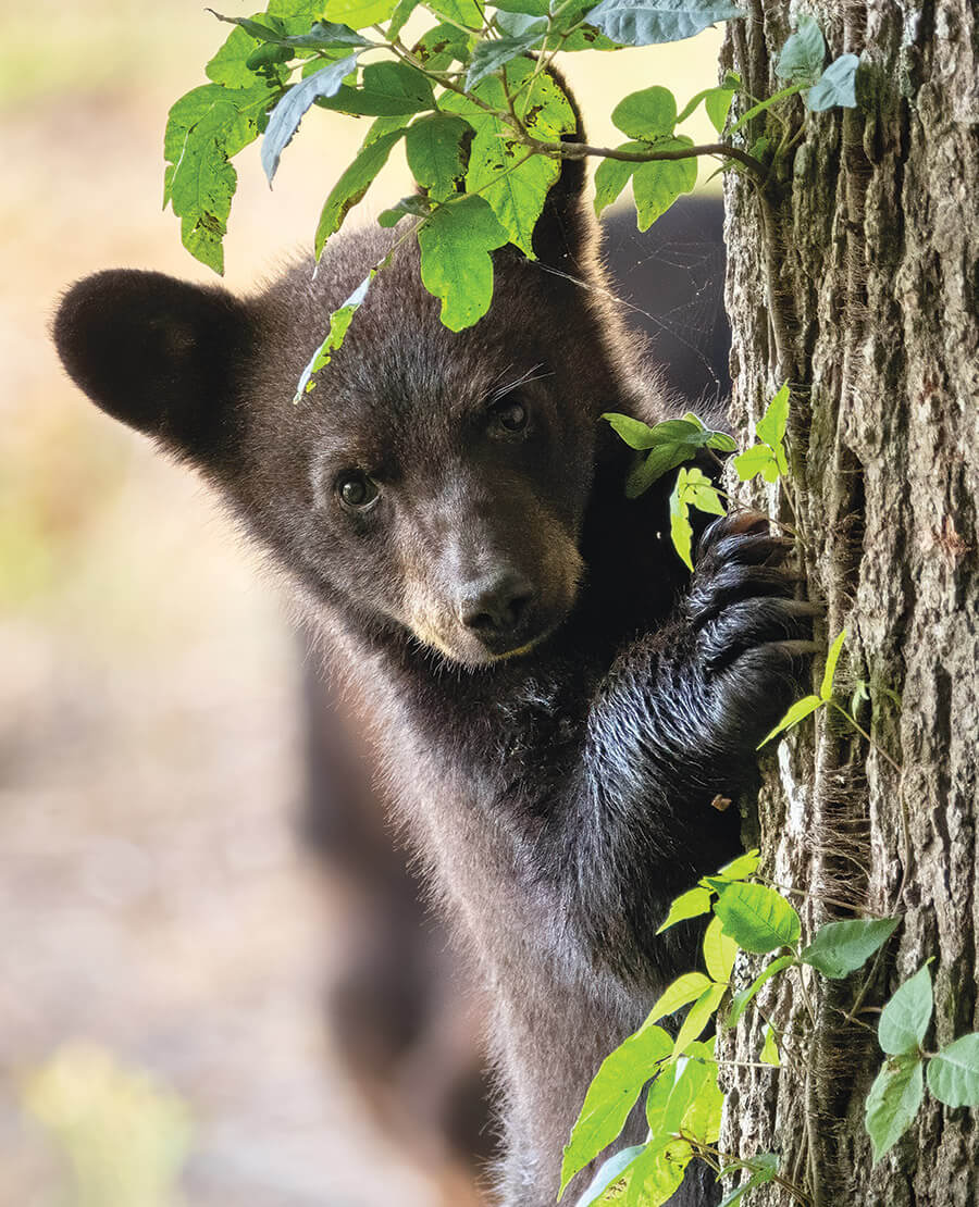Baby black bear