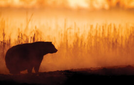 Black bear in the swamp