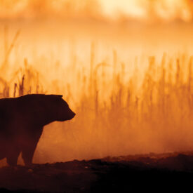 Black bear in the swamp