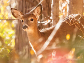 Deer in the woods