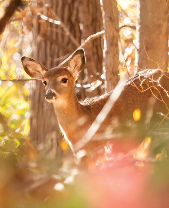 Deer in the woods
