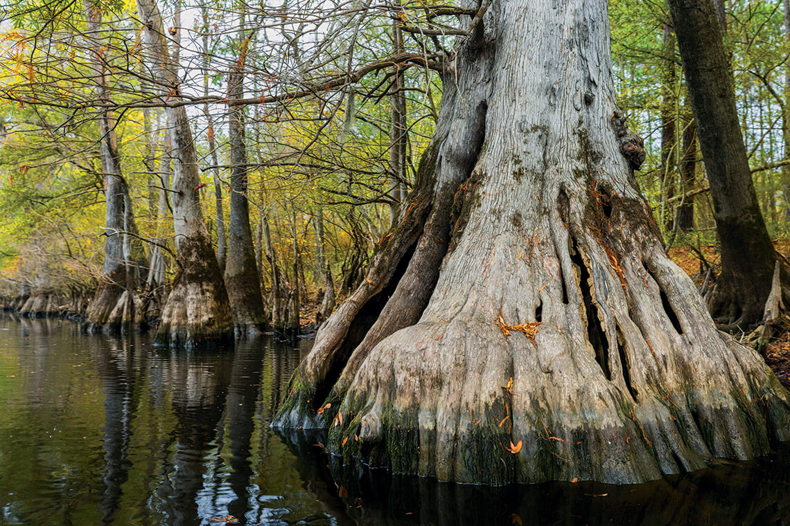 Massive cypress trees in the Black River Preserve
