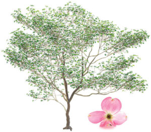 Drawing of a dogwood tree and flower