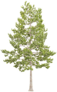 Loblolly Pine