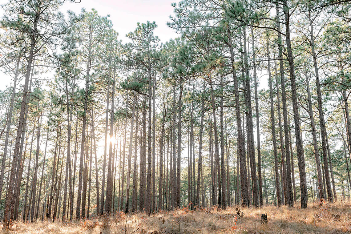 Pine trees at Weymouth Woods