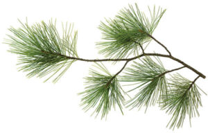 Pine branch