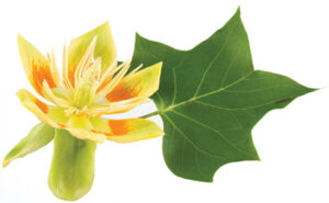 Tulip Poplar leaf and flower